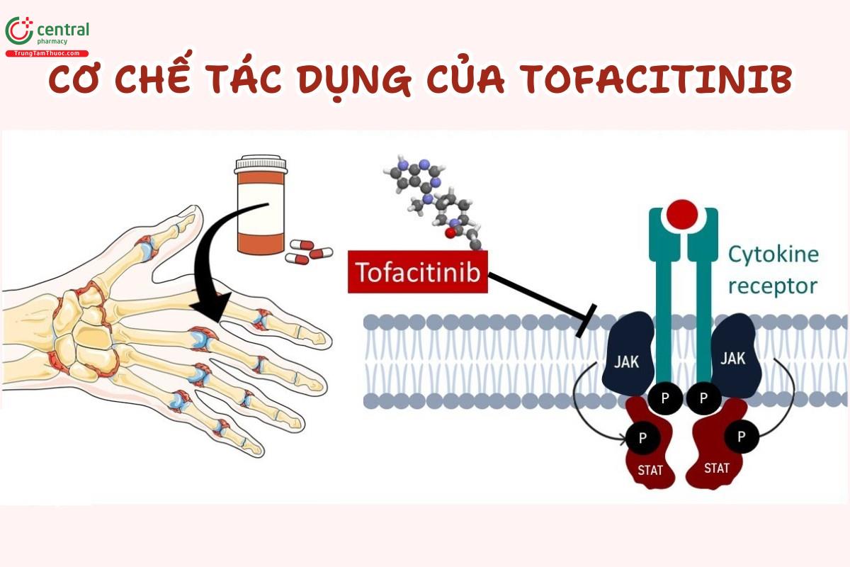 Cơ chế tác dụng của Tofacitinib