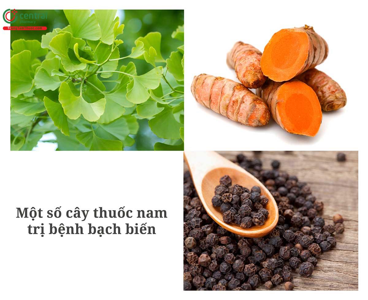 Một số cây thuốc nam trị bệnh bạch biến