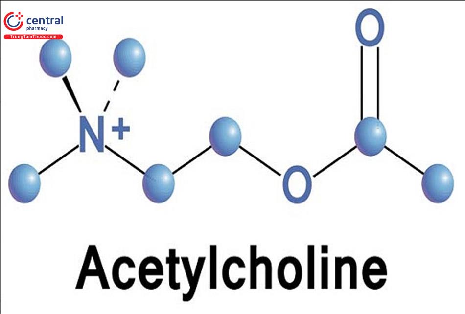 Cấu trúc không gian của Acetylcholin