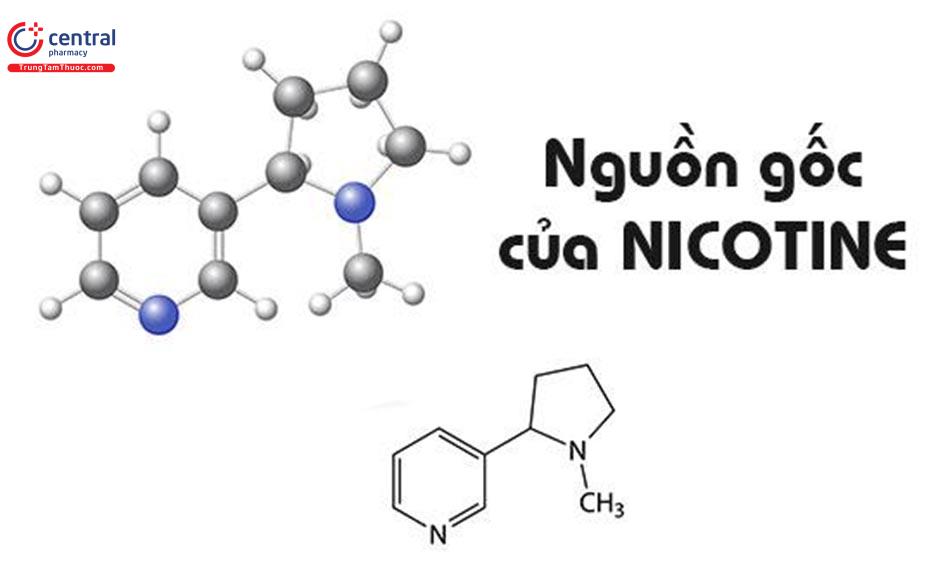 Cấu trúc của Nicotin