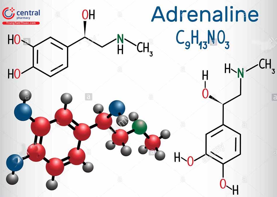 Cấu trúc của Adrenalin