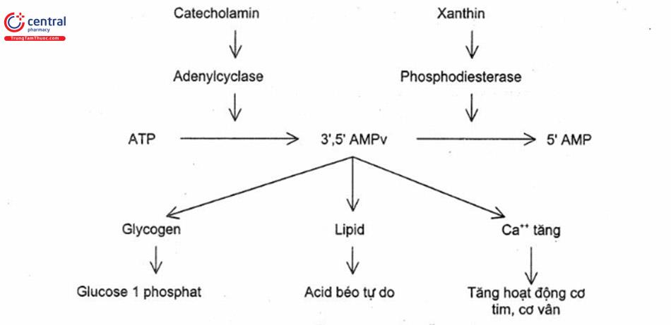 Cơ chế tác dụng của dẫn chất xanthin