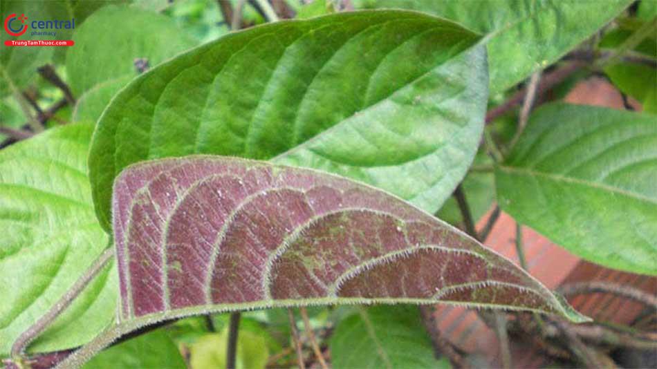 Lá mơ chữa sỏi thận