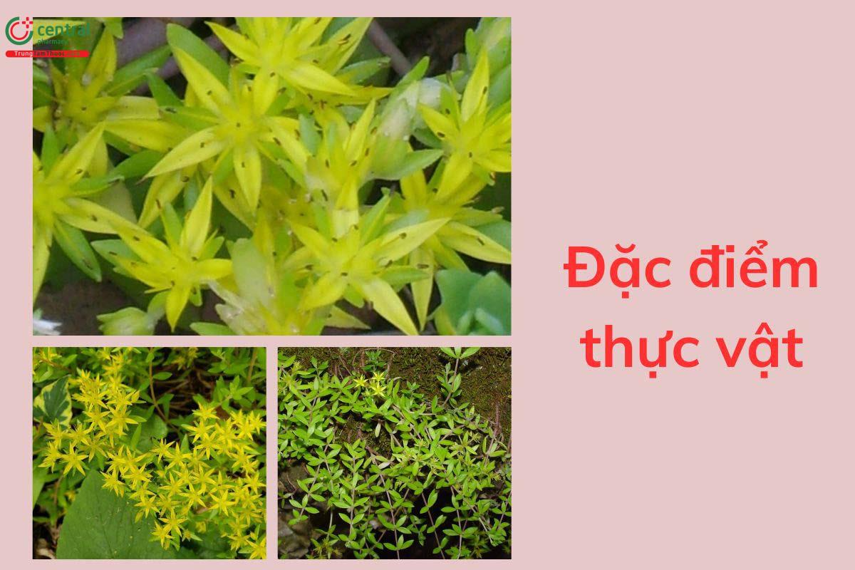 Đặc điểm thực vật