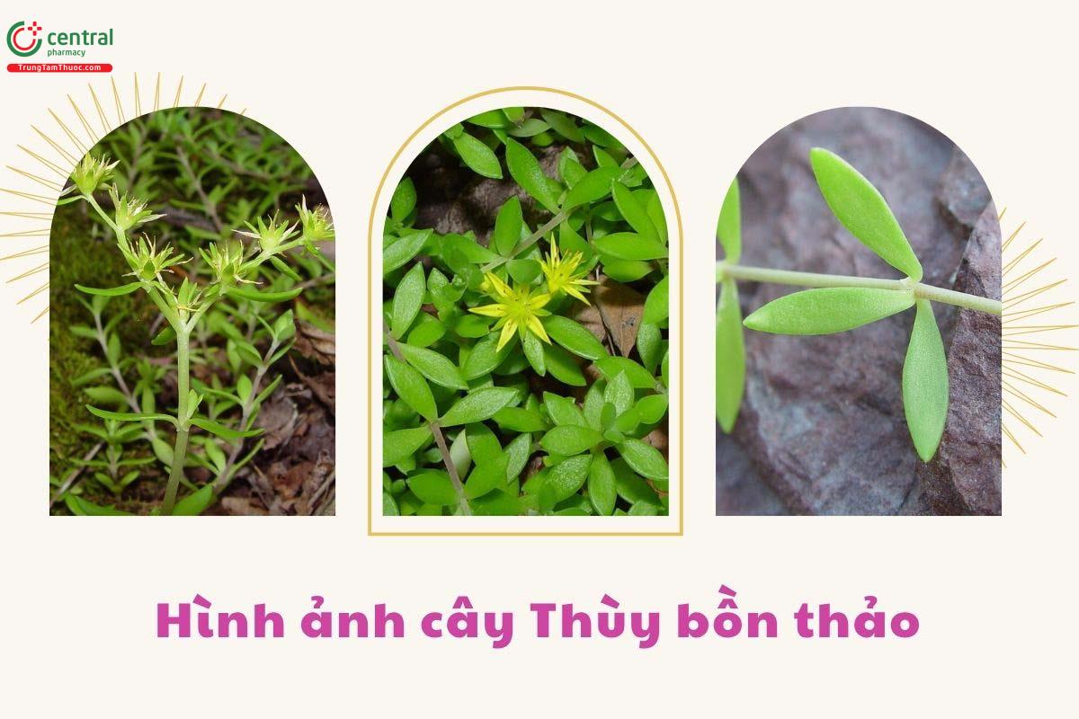 Đặc điểm phân bố