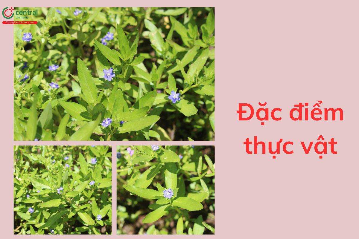 Đặc điểm thực vật
