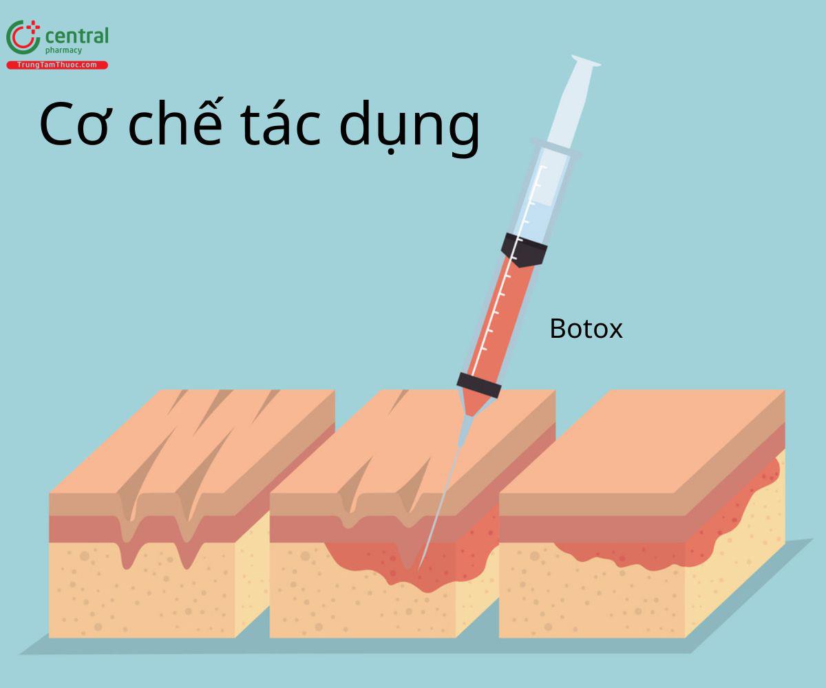 Cơ chế tác dụng