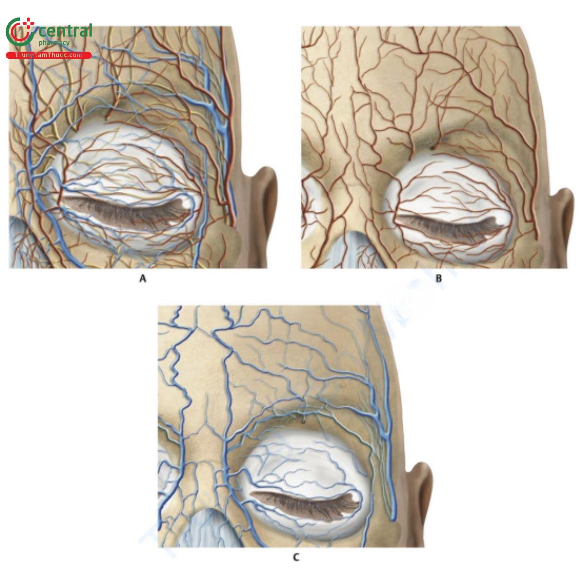 Hình 7.2 Mặt trước vùng lông mày. A. Phân bố thần kinh và mạch máu. B. Phân bố động mạch. C. Phân bố tĩnh mạch.