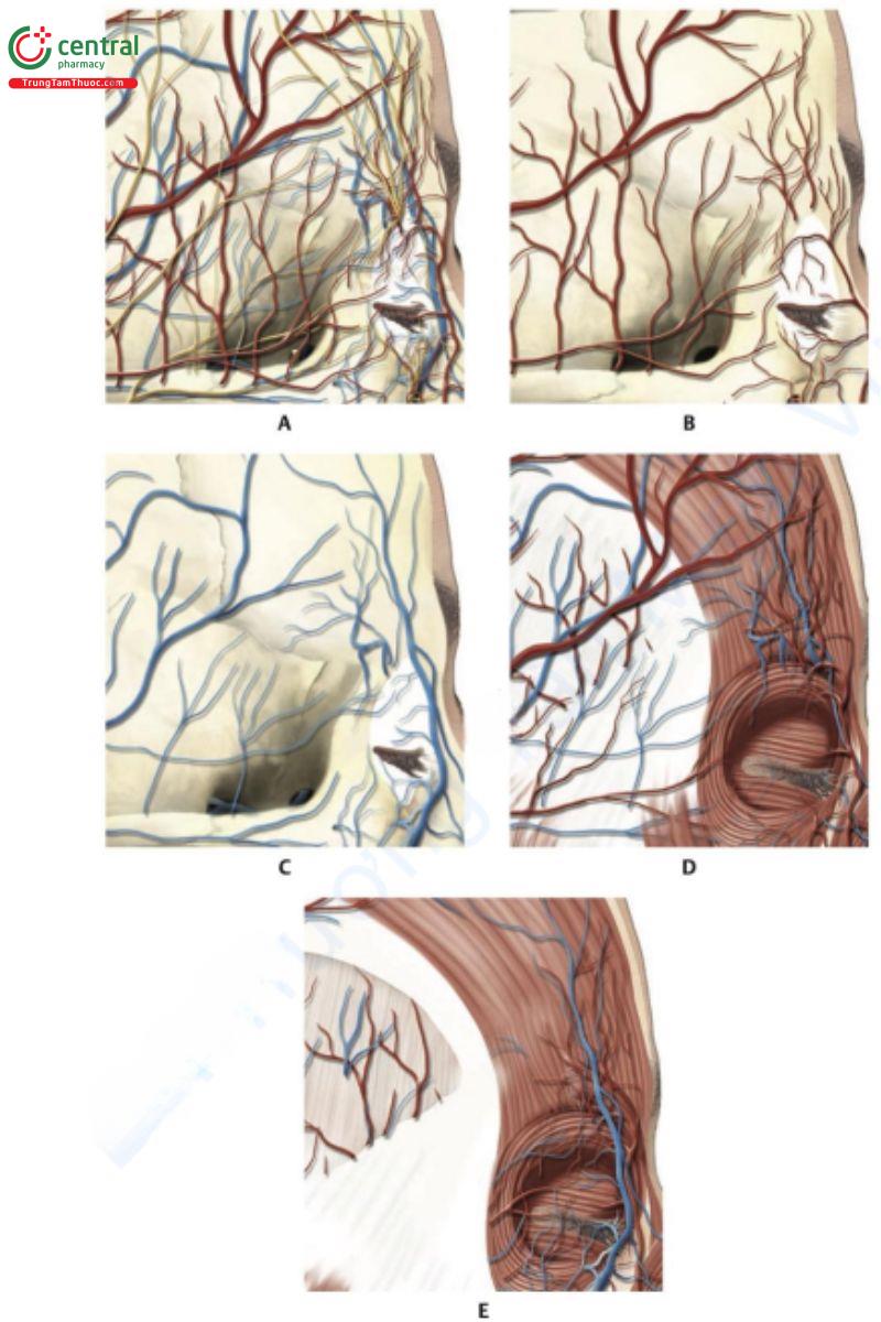 Hình 7.4 Hình nghiêng bên phải vùng lông mày. A. Phân bố mạch máu và thần kinh. B. Phân bố động mạch.  C. Phân bố tĩnh mạch. D. Phân bố động mạch và tĩnh mạch tích hợp trong cơ trán và cơ vòng mắt (OM). E. Phân bố mạch máu phía trên các cơ của 1/3 trên khuôn mặt. Cân thái dương nông được loại bỏ, để lộ phân bố mạch máu phía trên lớp cân sâu. 