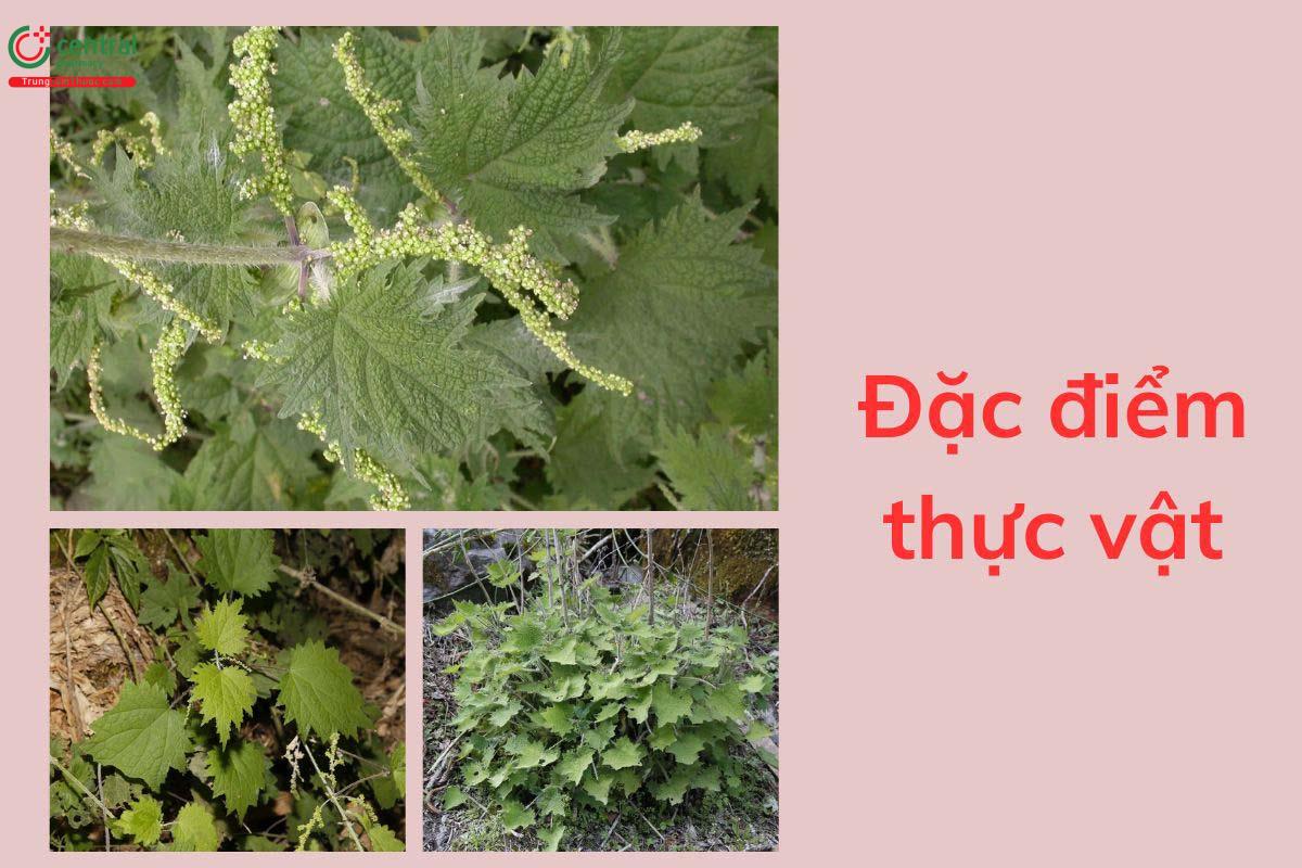 Đặc điểm thực vật