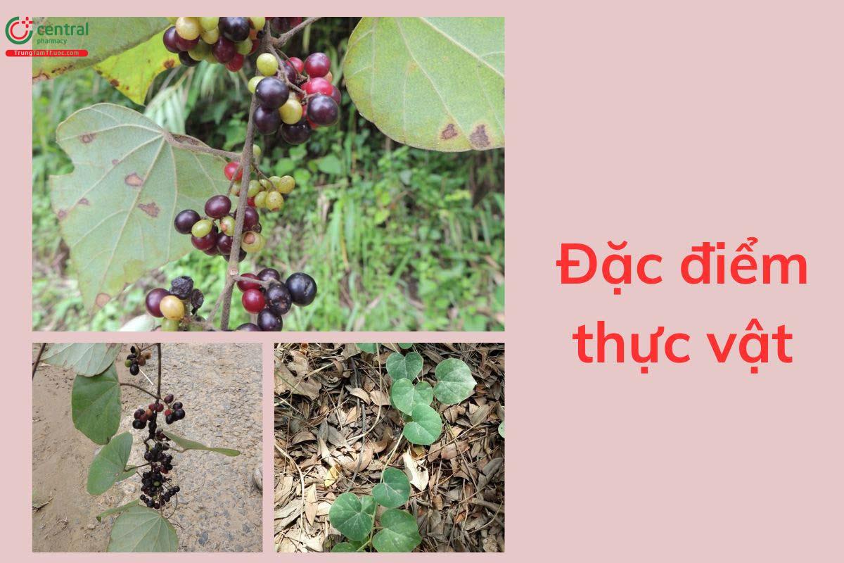 Đặc điểm thực vật