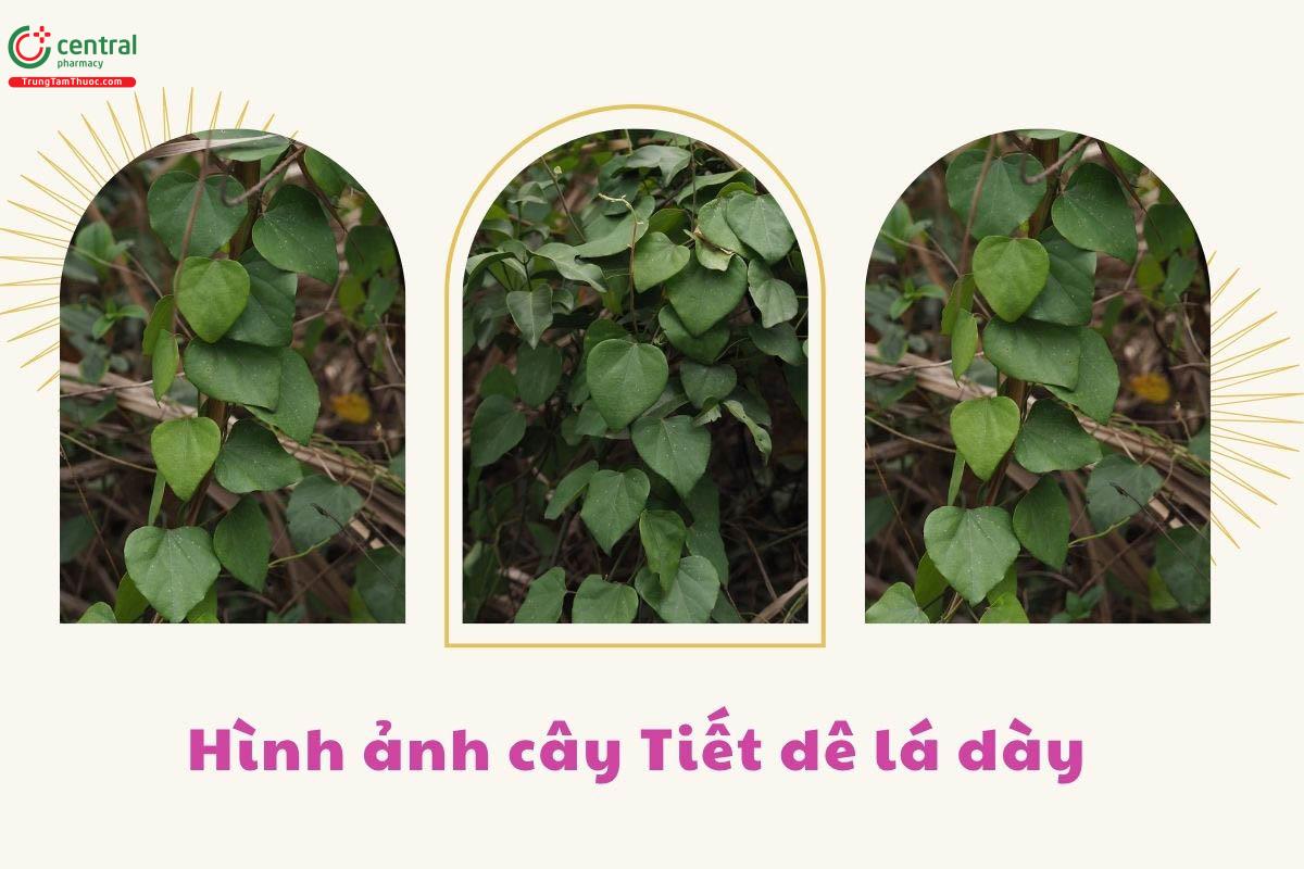 Đặc điểm phân bố