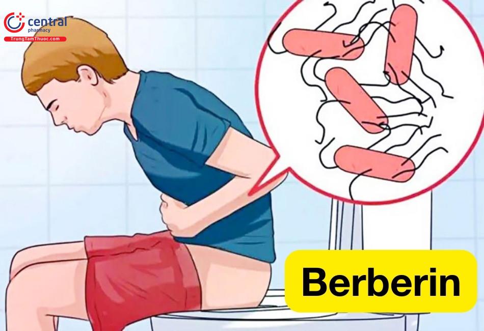 Berberin là thuốc chống tiêu chảy hiệu quả