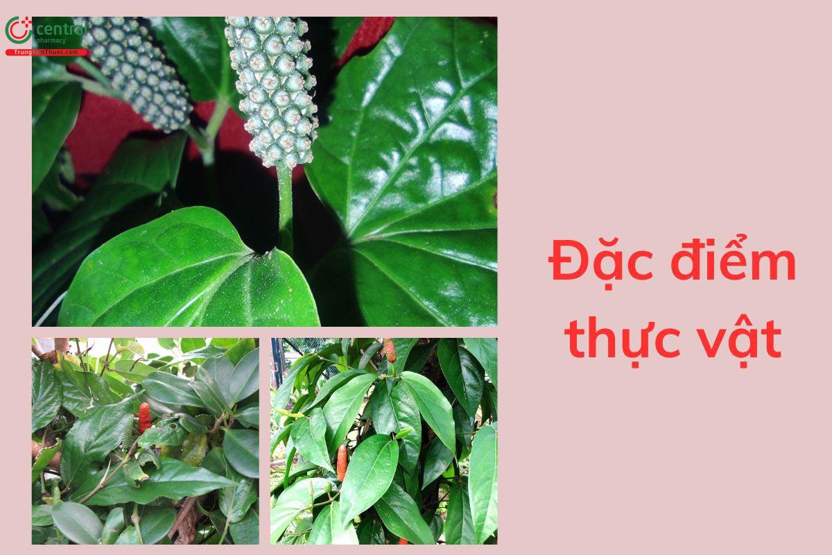Đặc điểm thực vật
