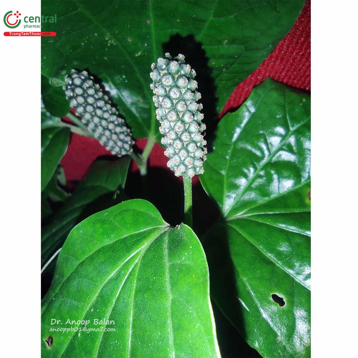 Đặc điểm phân bố