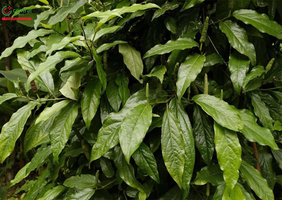 Công dụng theo Y học cổ truyền