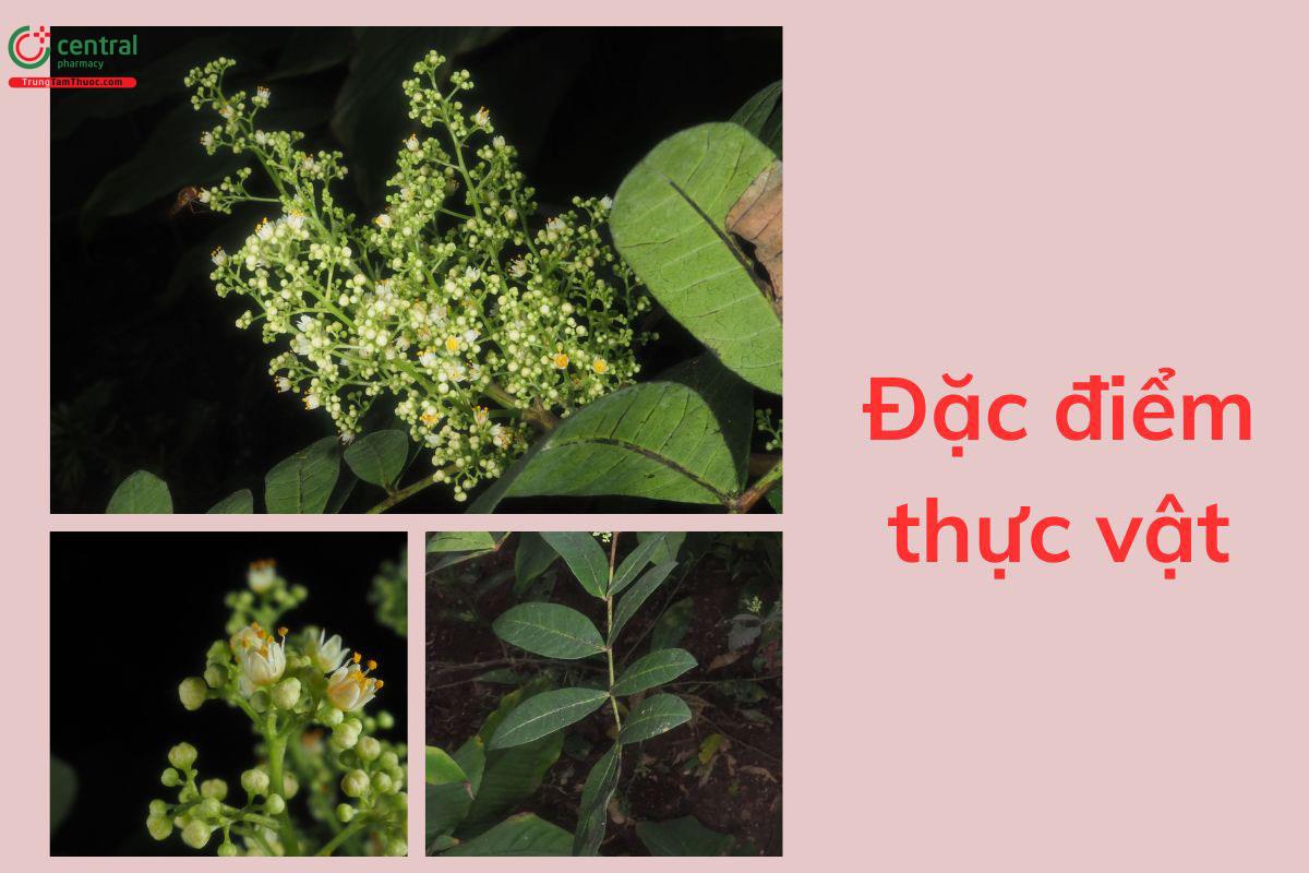 Đặc điểm thực vật