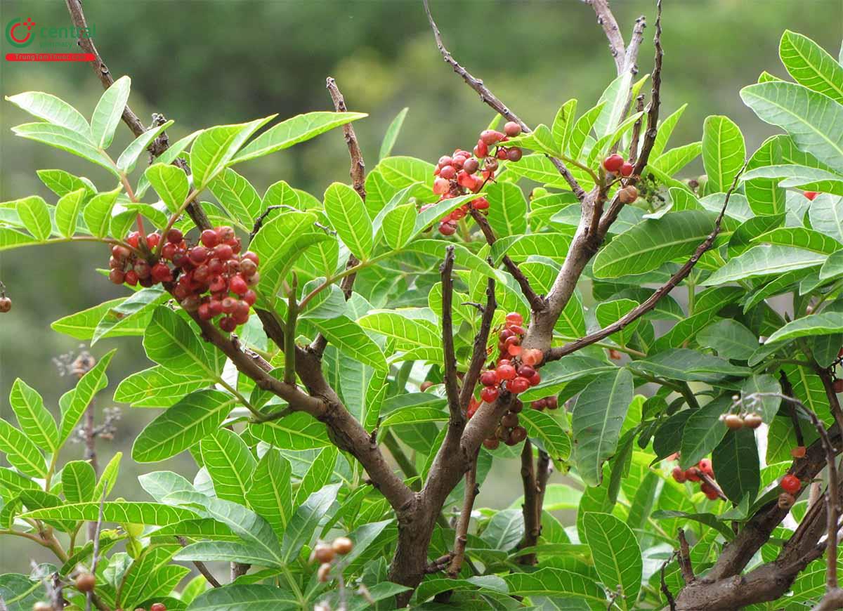 Tác dụng của cây Tiêu giả