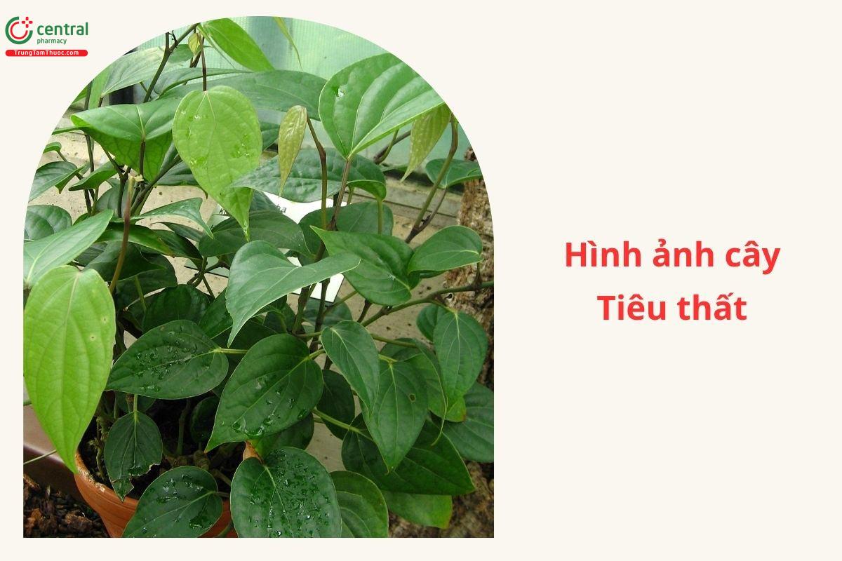 Đặc điểm phân bố