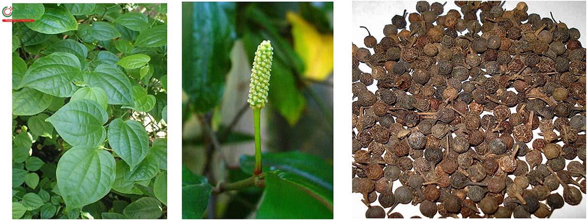 Tác dụng của cây Tiêu thất