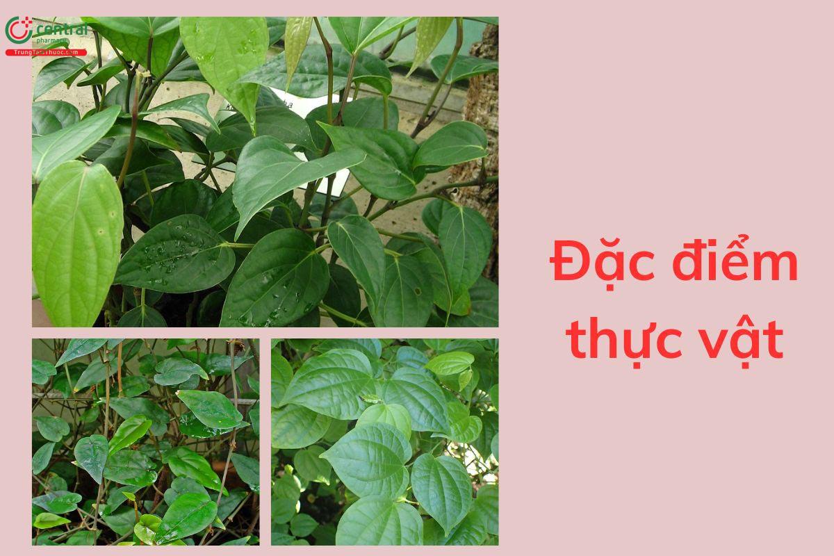 Đặc điểm thực vật