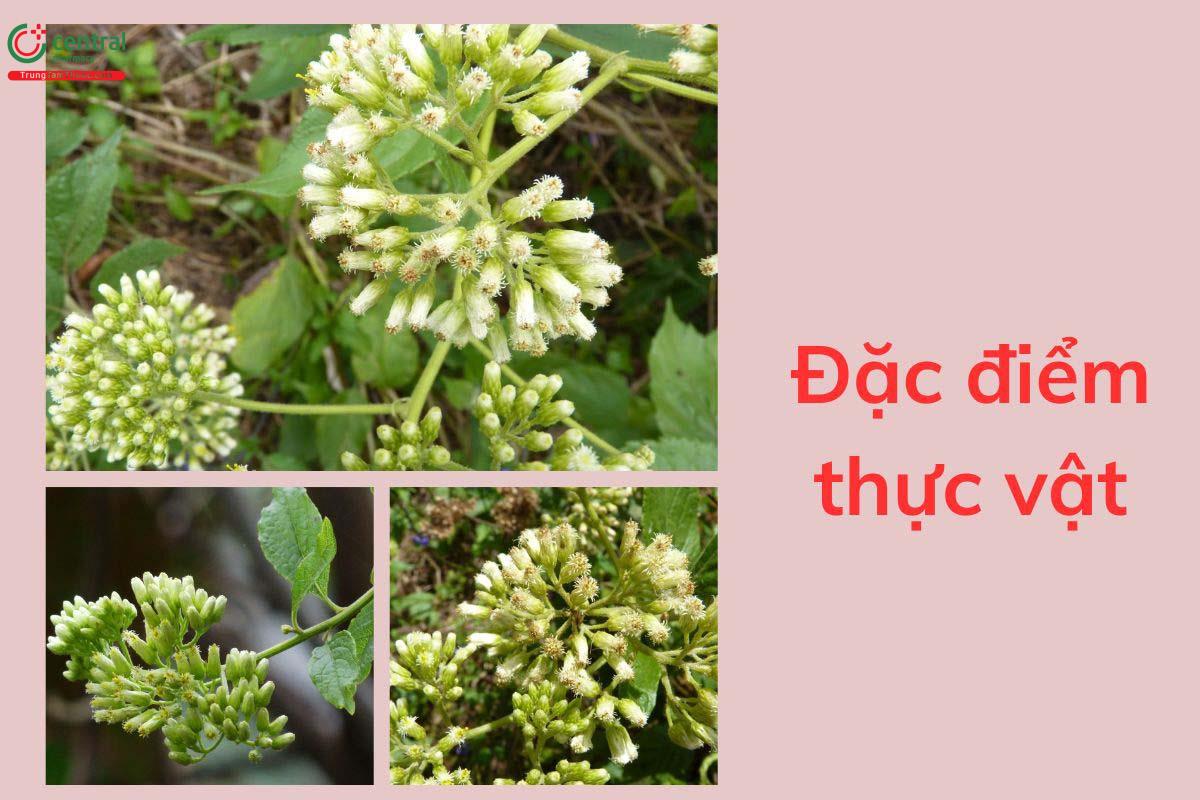 Đặc điểm thực vật