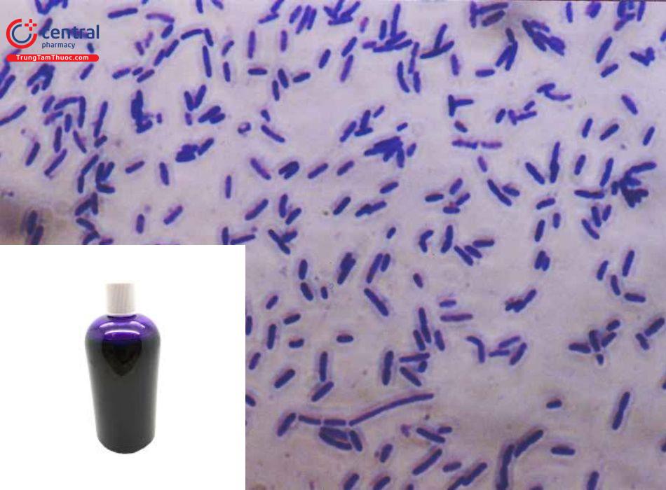 Nhuộm vi khuẩn bằng tím tinh thể