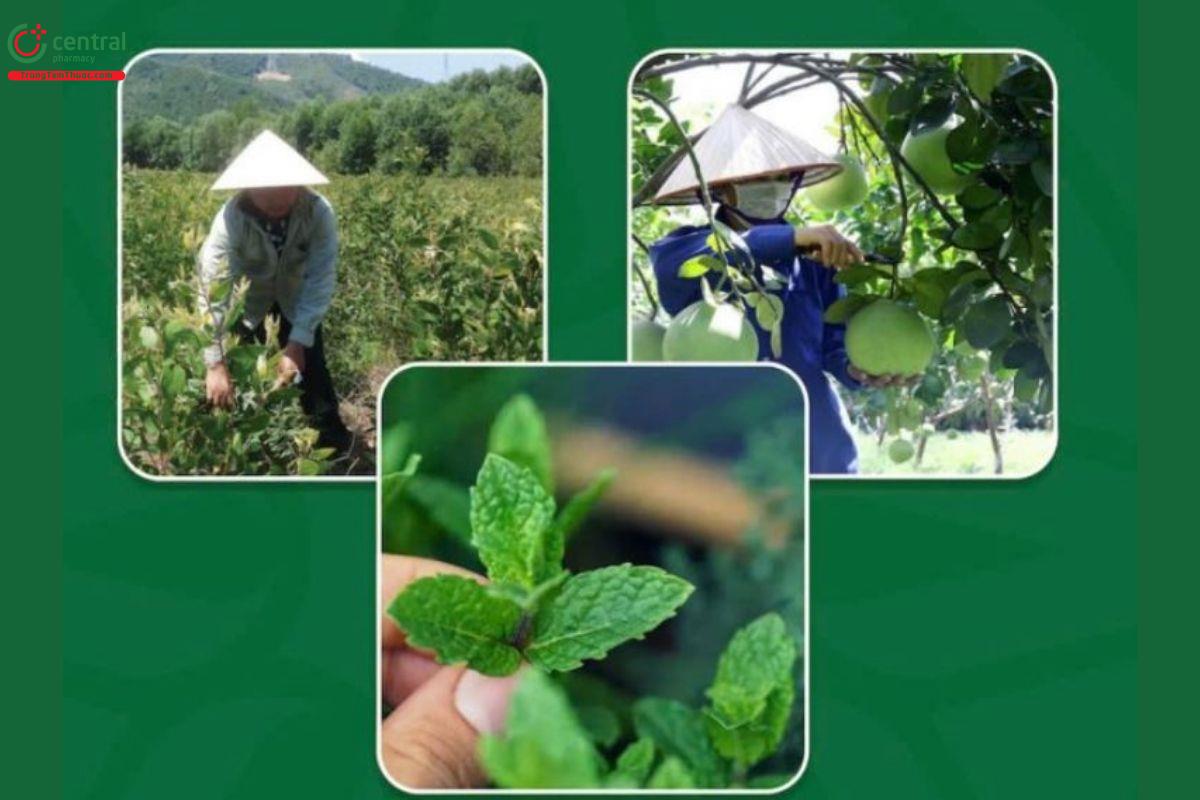 Tinh Dầu Đất Việt mang đến các sản phẩm thuần khiết từ thiên nhiên