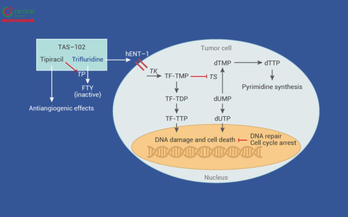 Cơ chế thuốc Tipiracil