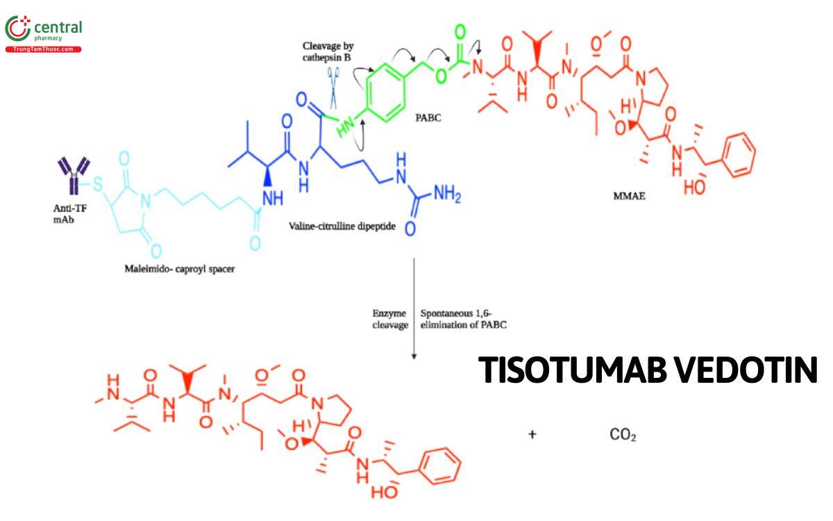 Cấu trúc Tisotumab Vedotin