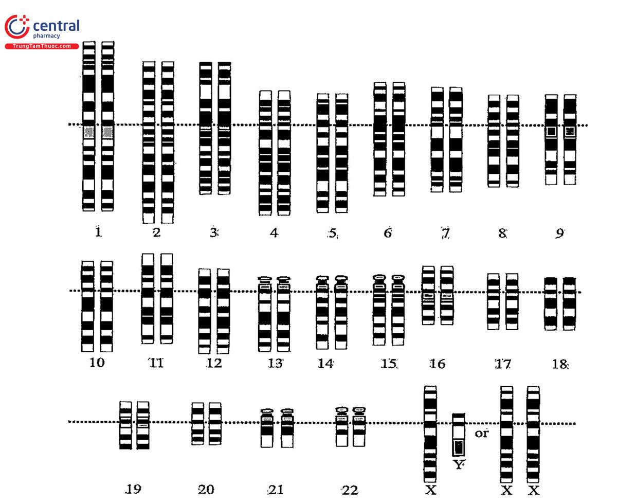 Hình 1.1. Tổ chức hệ gen người trên 23 cặp NST