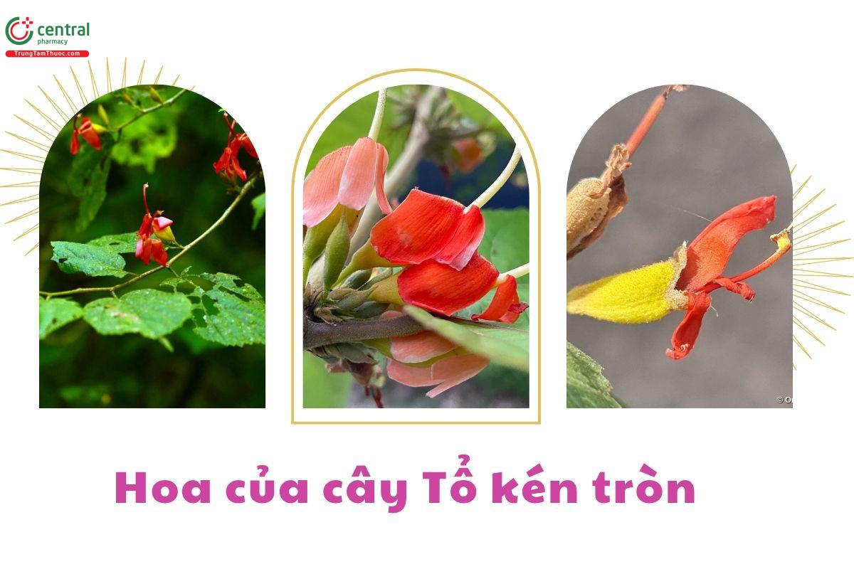 Hoa của cây Tổ kén tròn