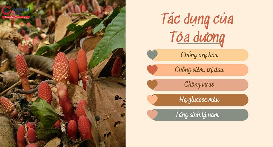 Tác dụng của Tỏa dương