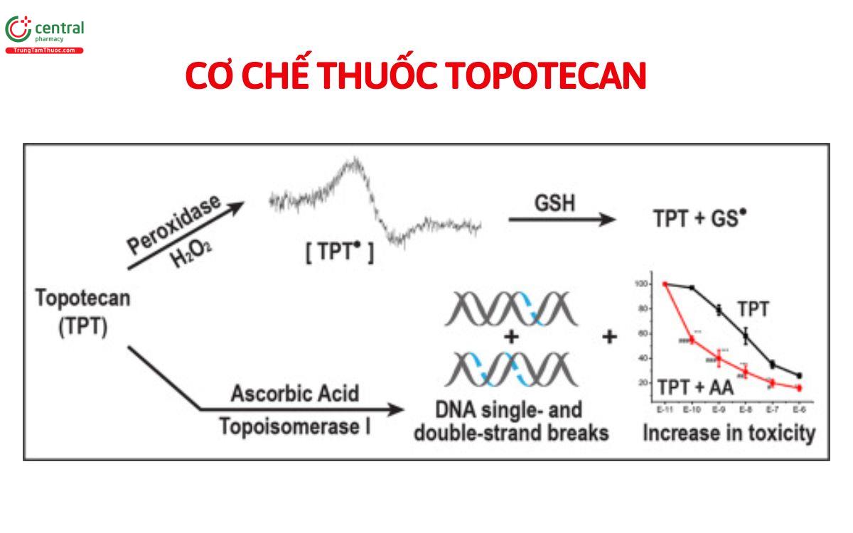 Cơ chế thuốc Topotecan