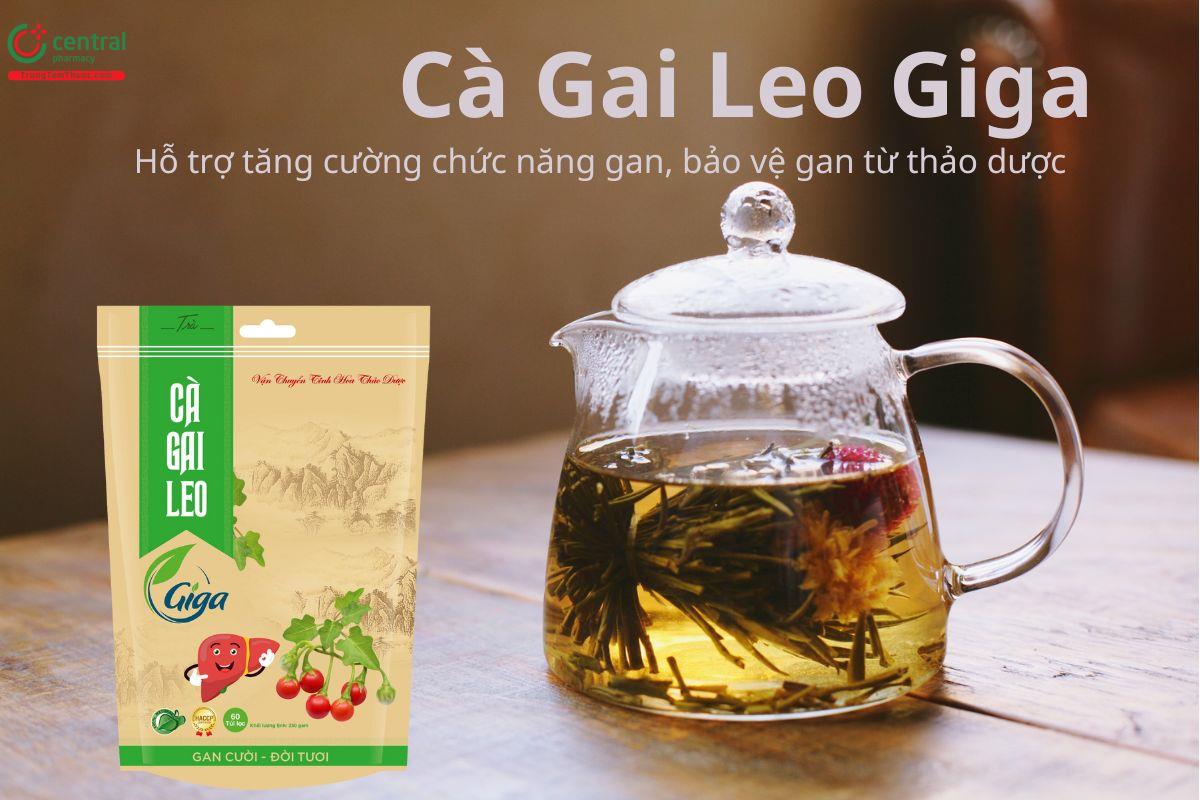 Cà Gai Leo Giga hỗ trợ tăng cường chức năng gan, bảo vệ gan