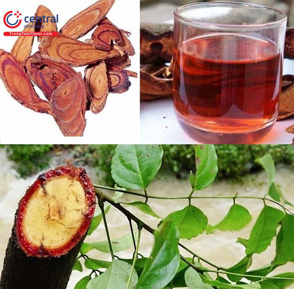 Trà huyết đằng giúp bổ máu