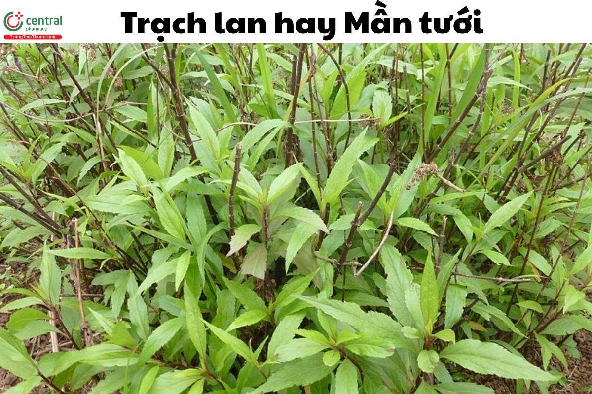 Cây trạch lan