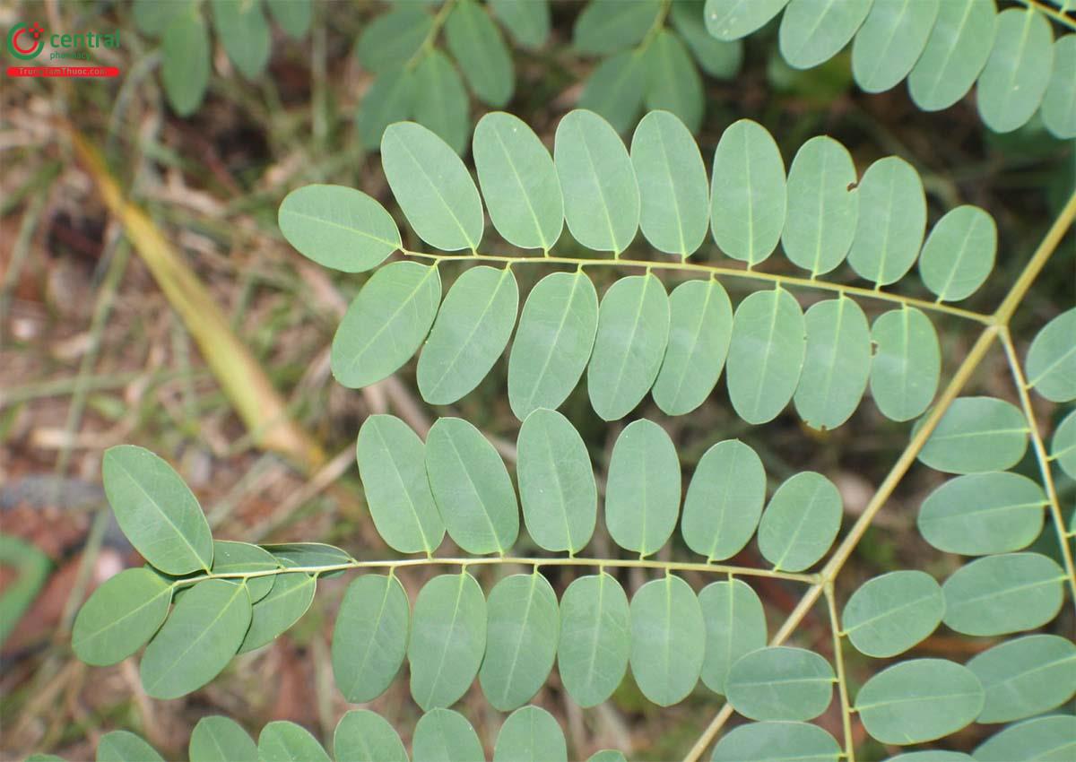 Lá cây Trạch ngạch