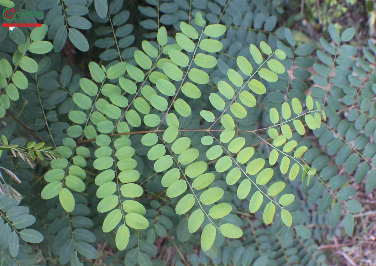 Lá cây Trạch ngạch