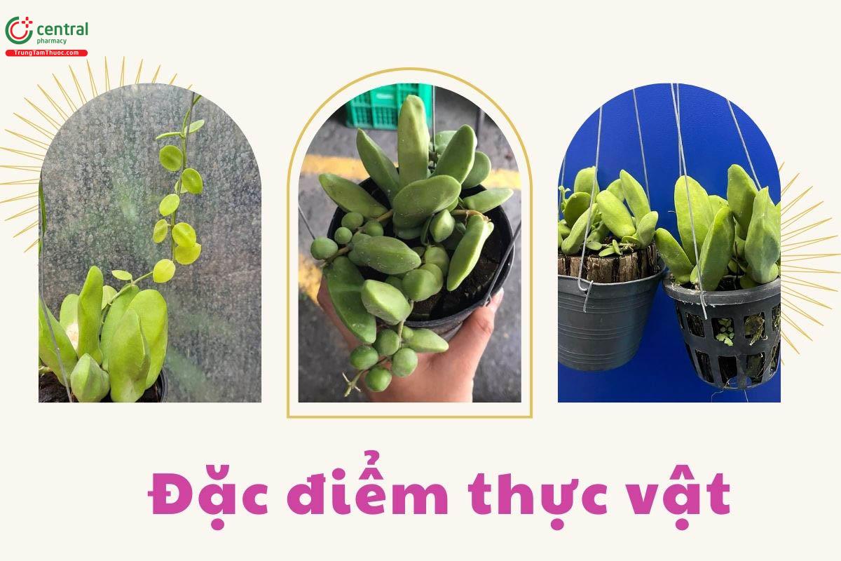 Đặc điểm thực vật