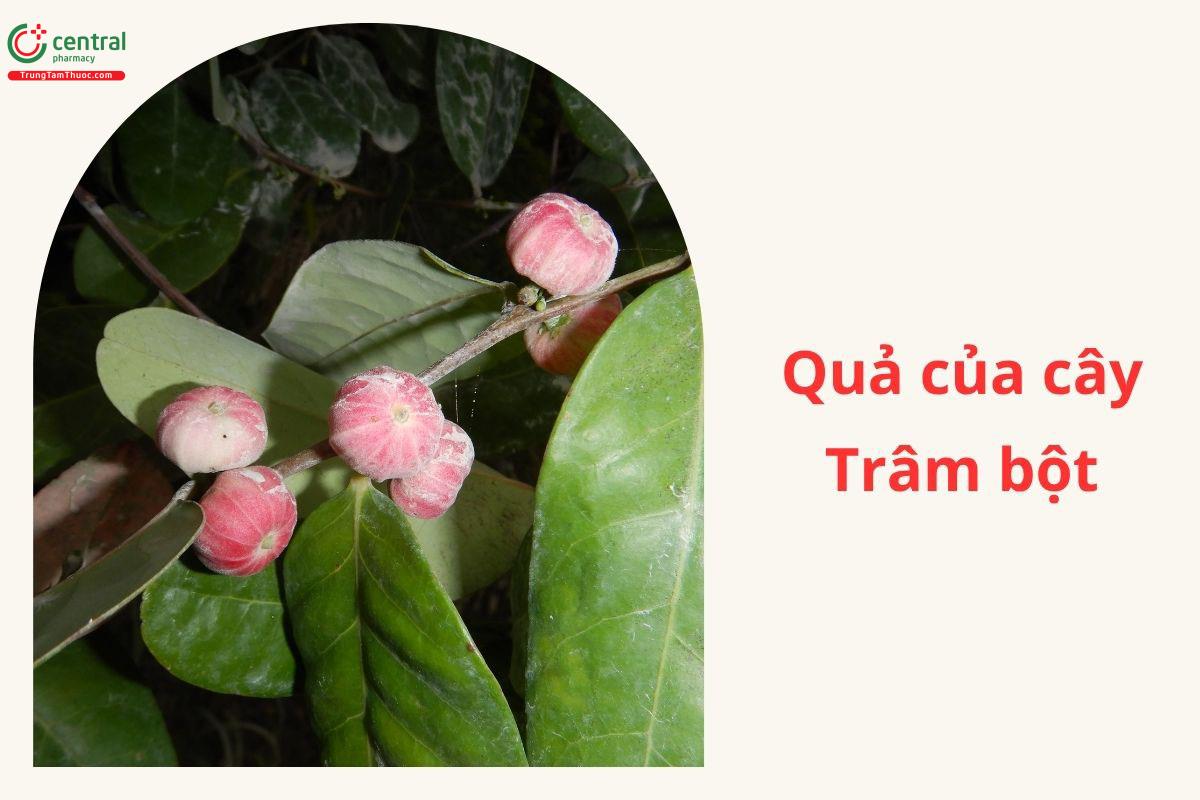 Đặc điểm phân bố