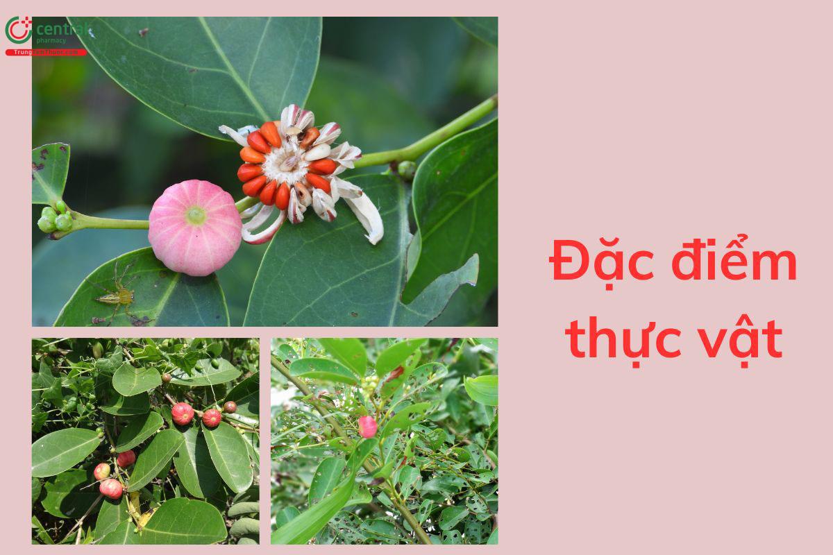 Đặc điểm thực vật