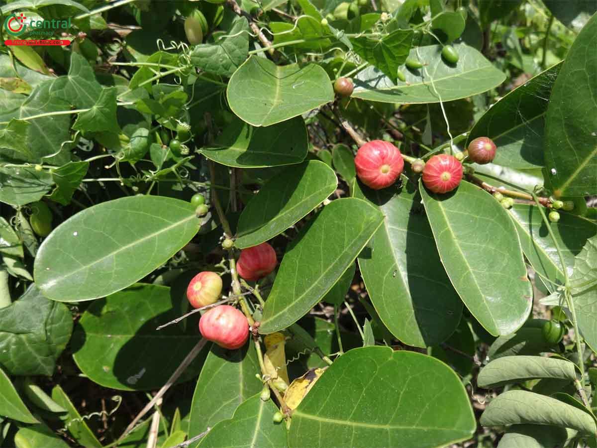 Tác dụng của cây Trâm bột
