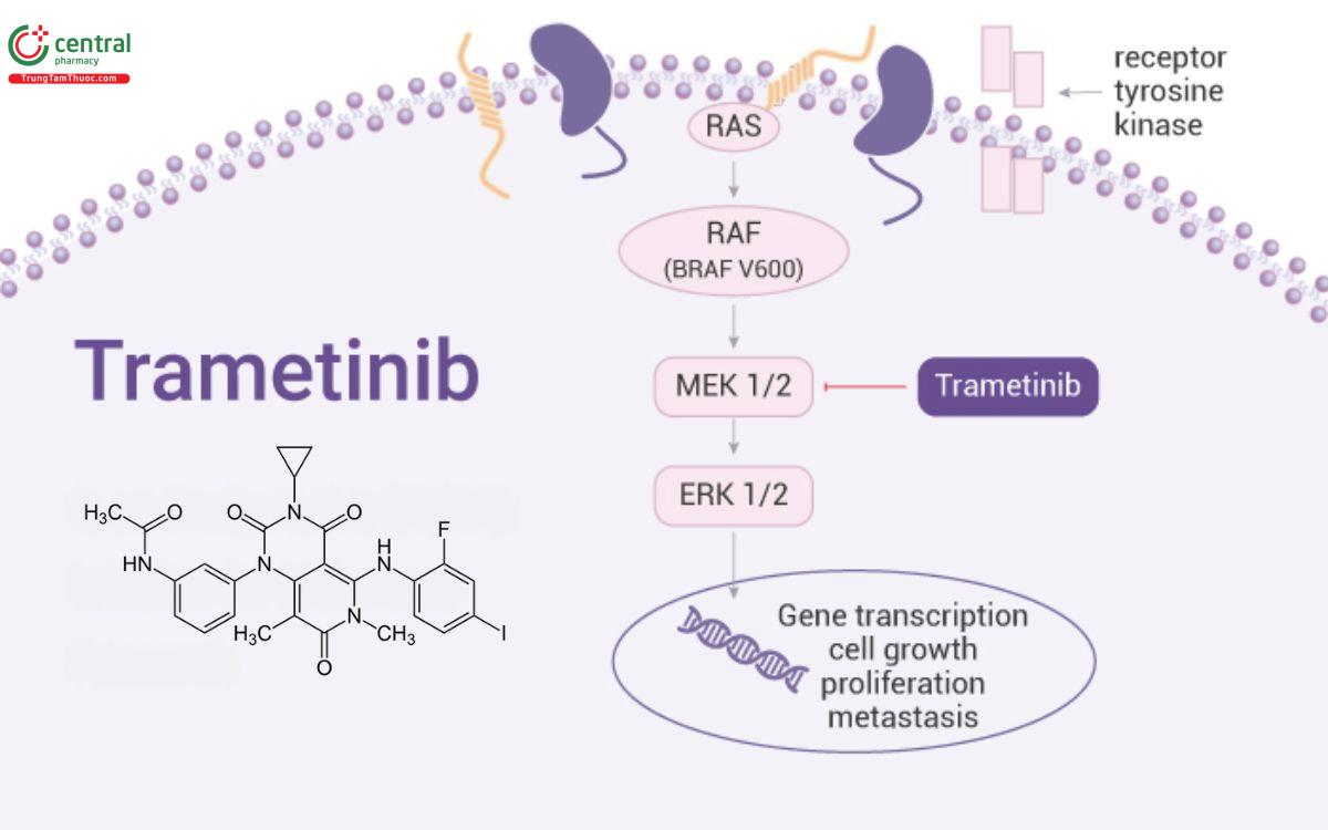Cơ chế thuốc Trametinib