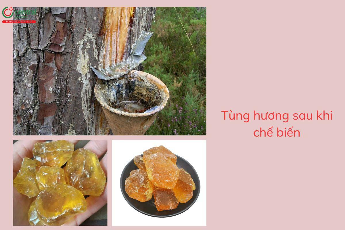 Quy trình chế biến Tùng hương