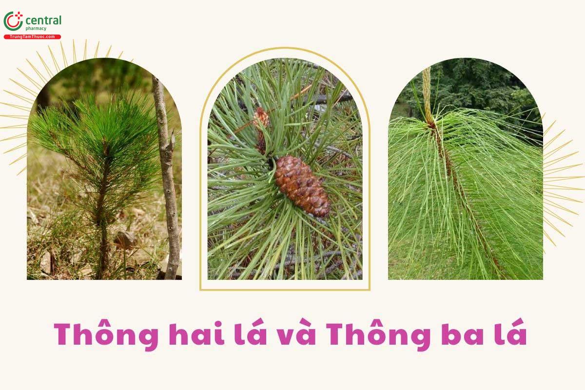 Đặc điểm thực vật
