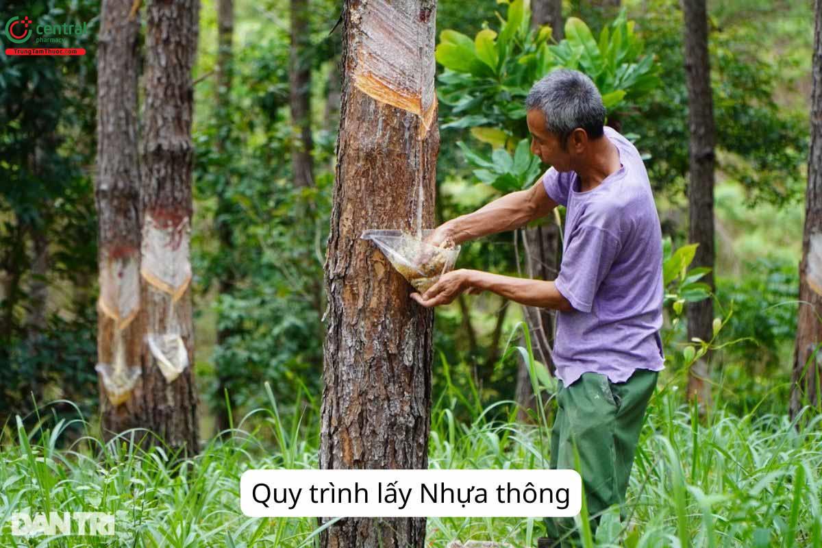 Lấy nhựa thông