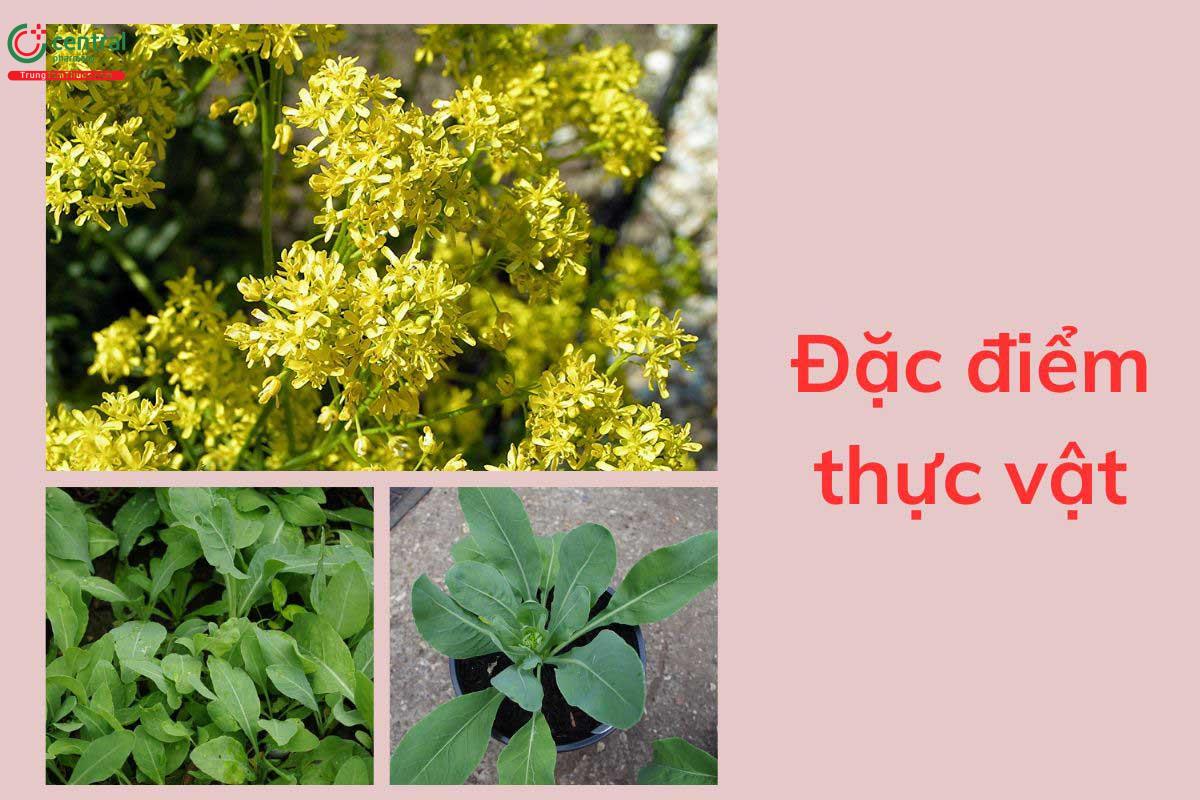 Đặc điểm thực vật