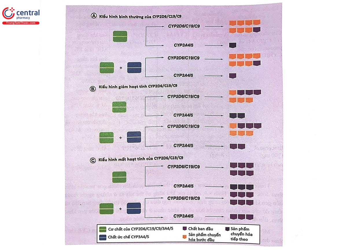 Hình 8.4. Tương tác thuốc - gen - thuốc đối với những thuốc là cơ chất của CYP2D6/CYP2C19/CYP2C9 dùng phối hợp với những thuốc ức chế CYP3A4/5