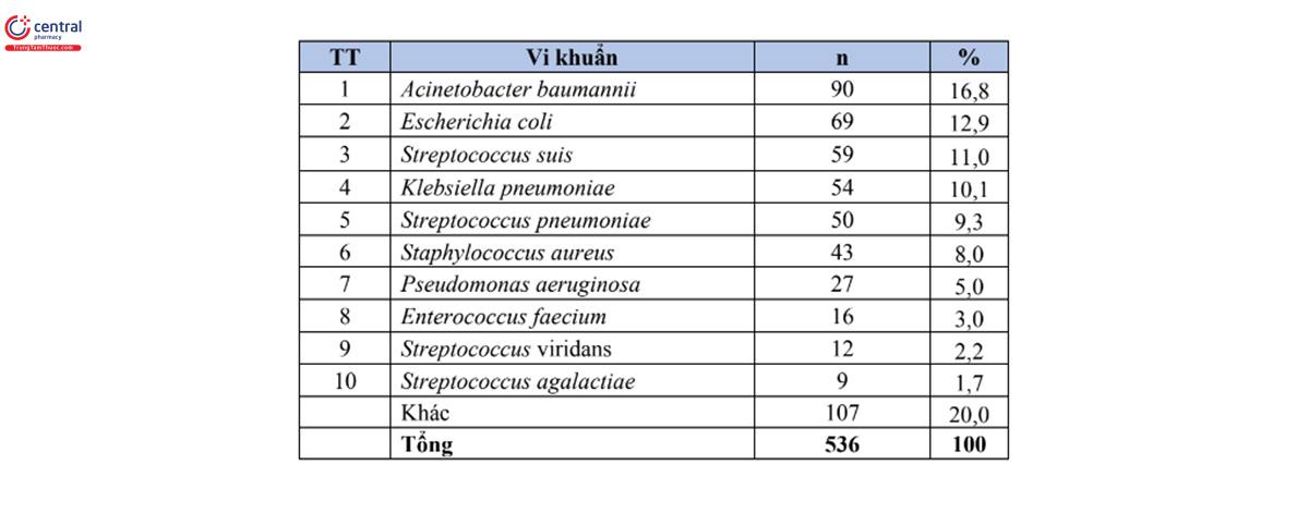 Bảng 10. Tỷ lệ % của 10 loài vi khuẩn gây bệnh thường gặp nhất trong bệnh phẩm dịch não tuỷ (n=536) 
